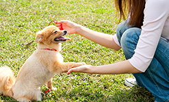 家庭犬訓練