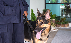 警察犬訓練