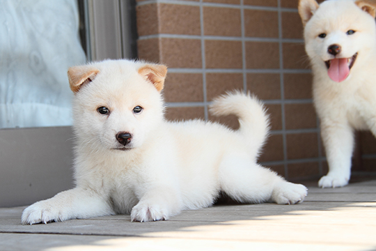 子犬販売についての当訓練所の考え