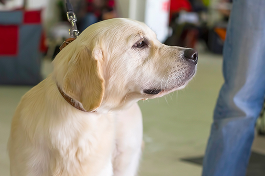 事情で飼えなくなった犬をお預かり