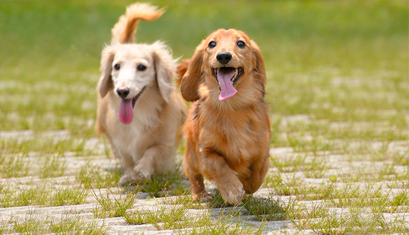 犬を飼うことは、新しい家族を迎えること