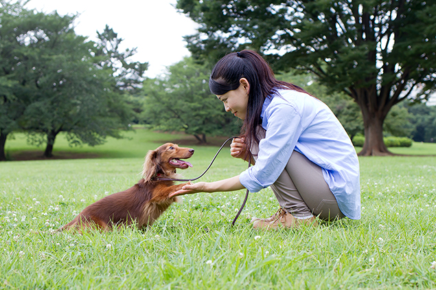 家庭犬訓練