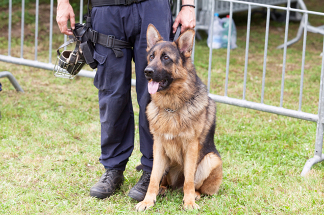 警察犬訓練