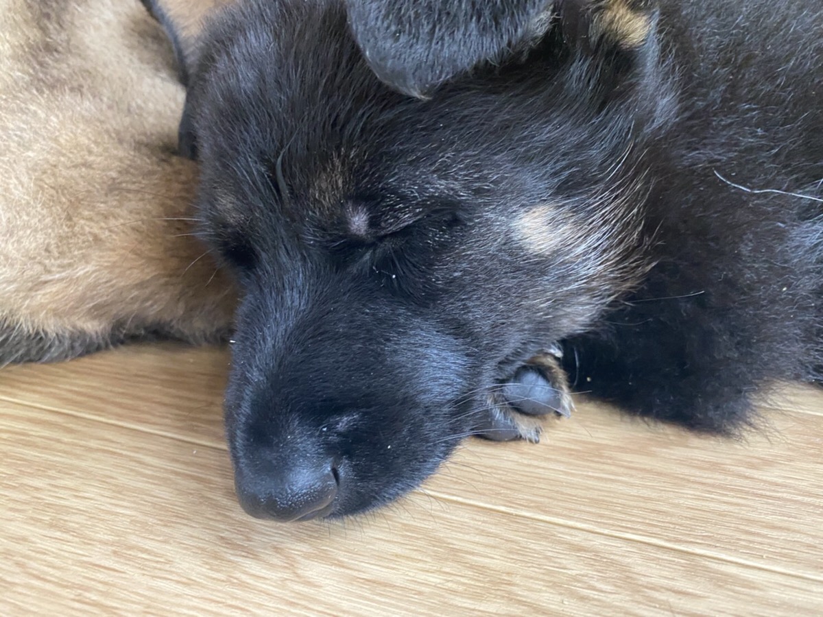 シェパード産まれました！ 犬のしつけ｜奈良県生駒市｜生駒警察犬訓練所